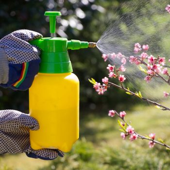 Spraying a blooming fruit tree against pests