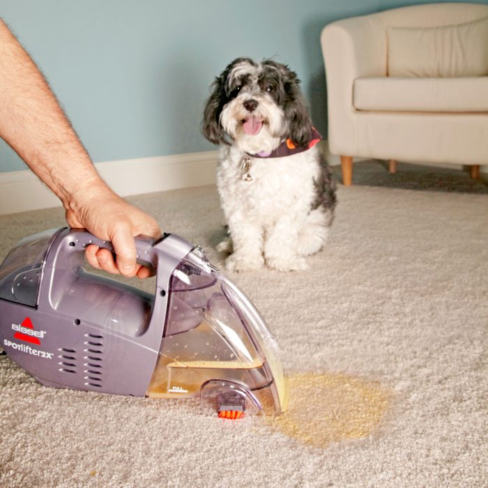 removing Pet Stain on carpet with Bissell