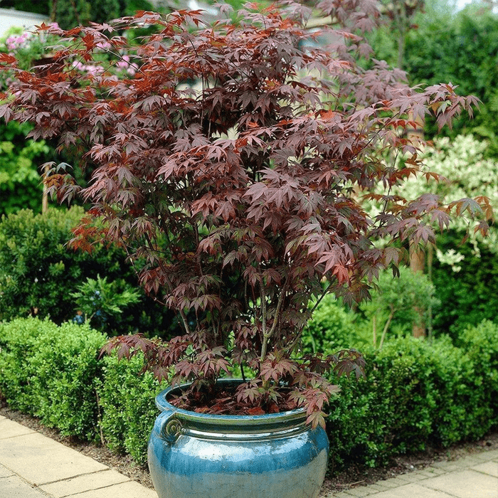 10 Types Of Japanese Maples Ft Via Merchant