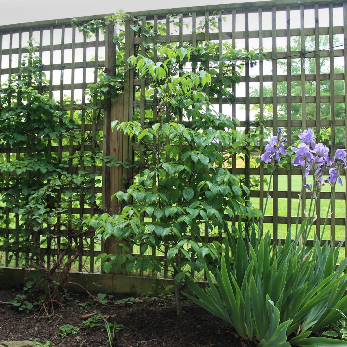 Diy Lattice Fence Courtesy @lehmanlane Via Instagram