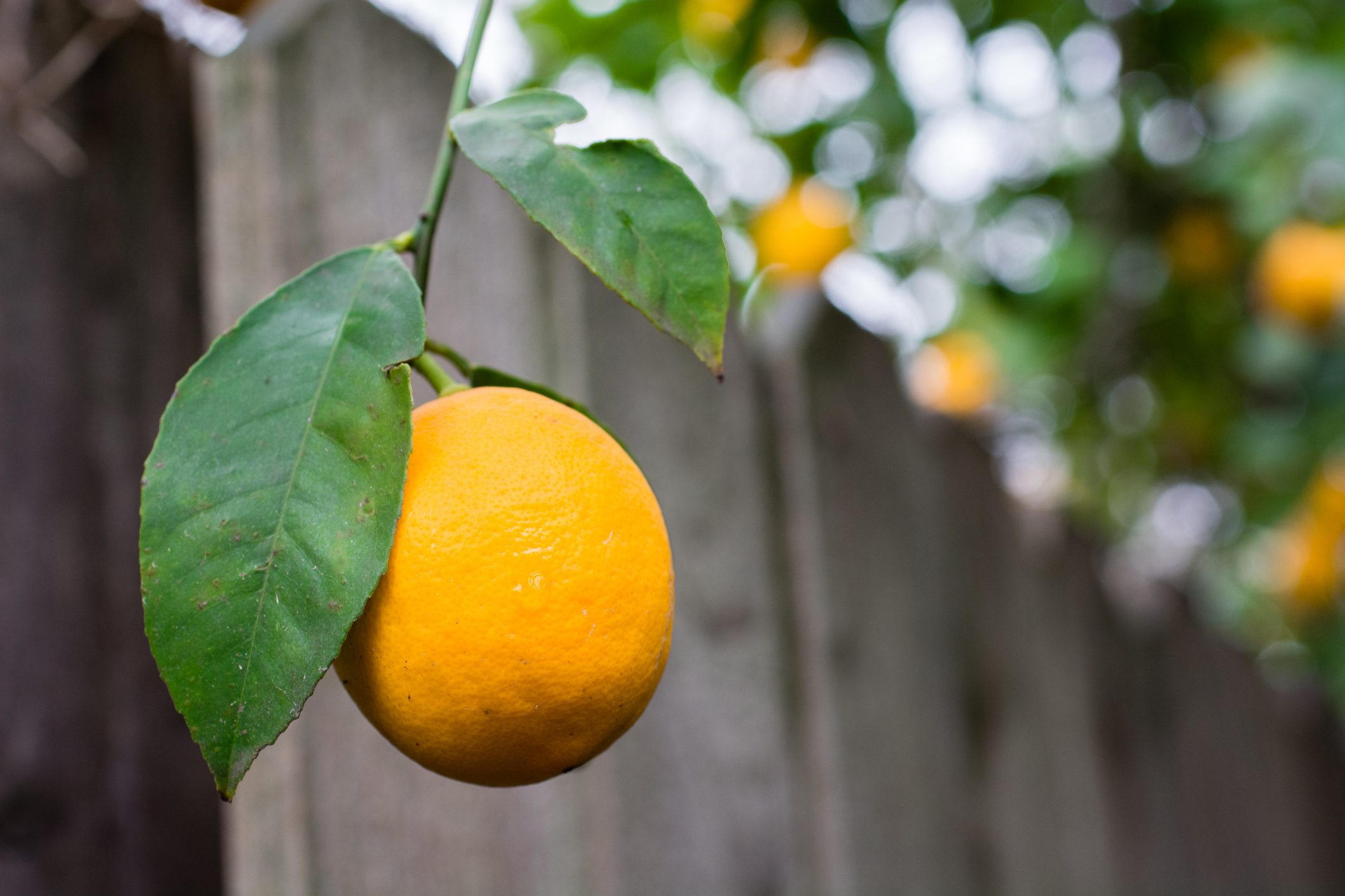 Close up of single ripe Meyer lemon hanging from tree