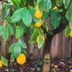 What To Know About Growing Meyer Lemon Trees