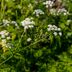 Why Is Poison Hemlock So Dangerous?