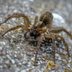 Everything You Need to Know About Wolf Spiders