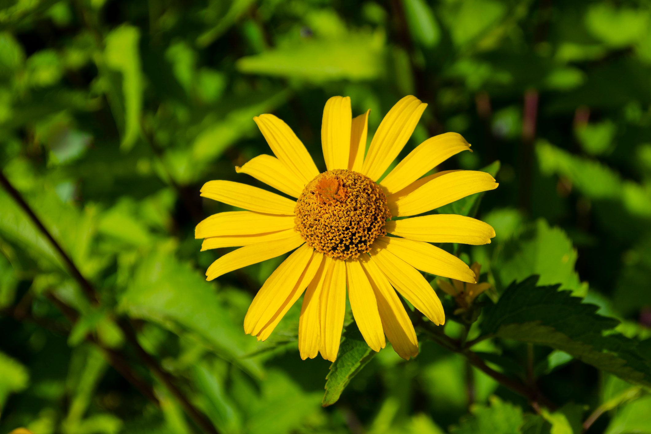 Heliopsis flowers closeup in sunny summer day. False Sunflower (Heliopsis helianthoides) in the sun. Heliopsis flowers closeup in sunny summer day