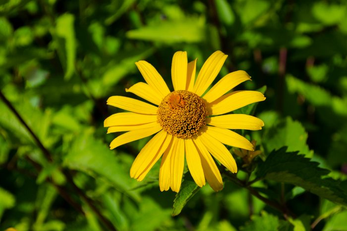 Heliopsis flowers closeup in sunny summer day. False Sunflower (Heliopsis helianthoides) in the sun. Heliopsis flowers closeup in sunny summer day
