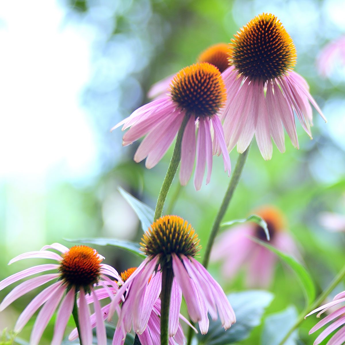 Gettyimages 1210912032