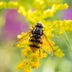 Plants That Support Pollinators' Full Life Cycle