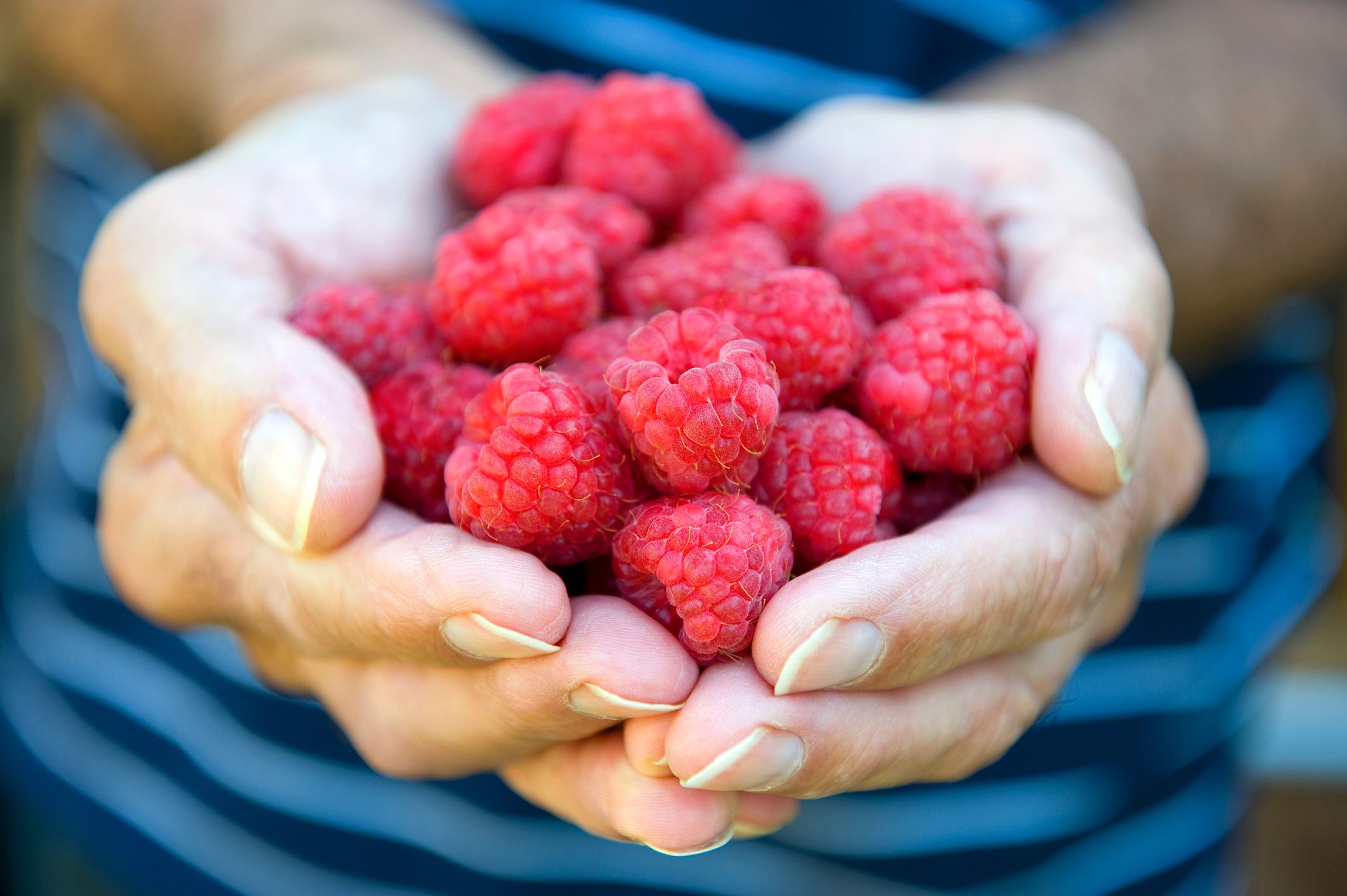 Male gardener holding raspberries (Rubus idaeus), close up