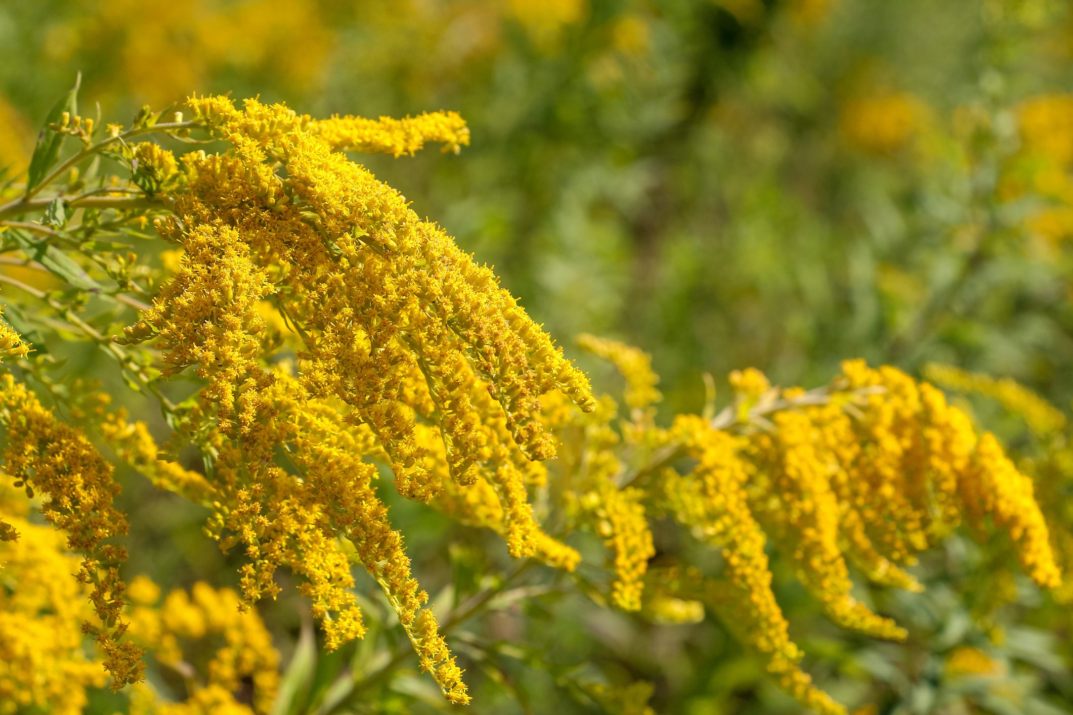 Yellow goldenrod flowers