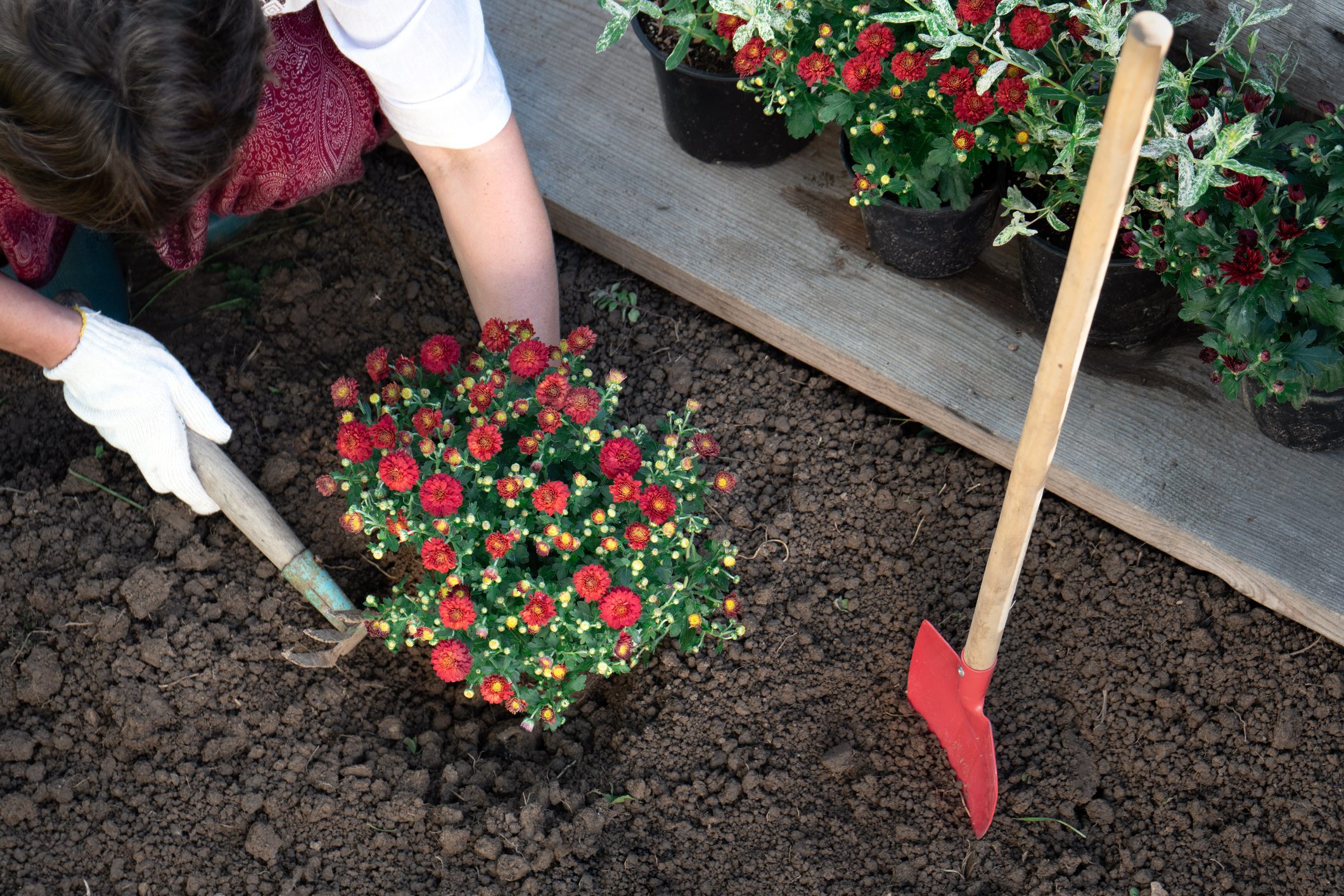 Female hands wearing protective garden gloves planting flowers in the garden