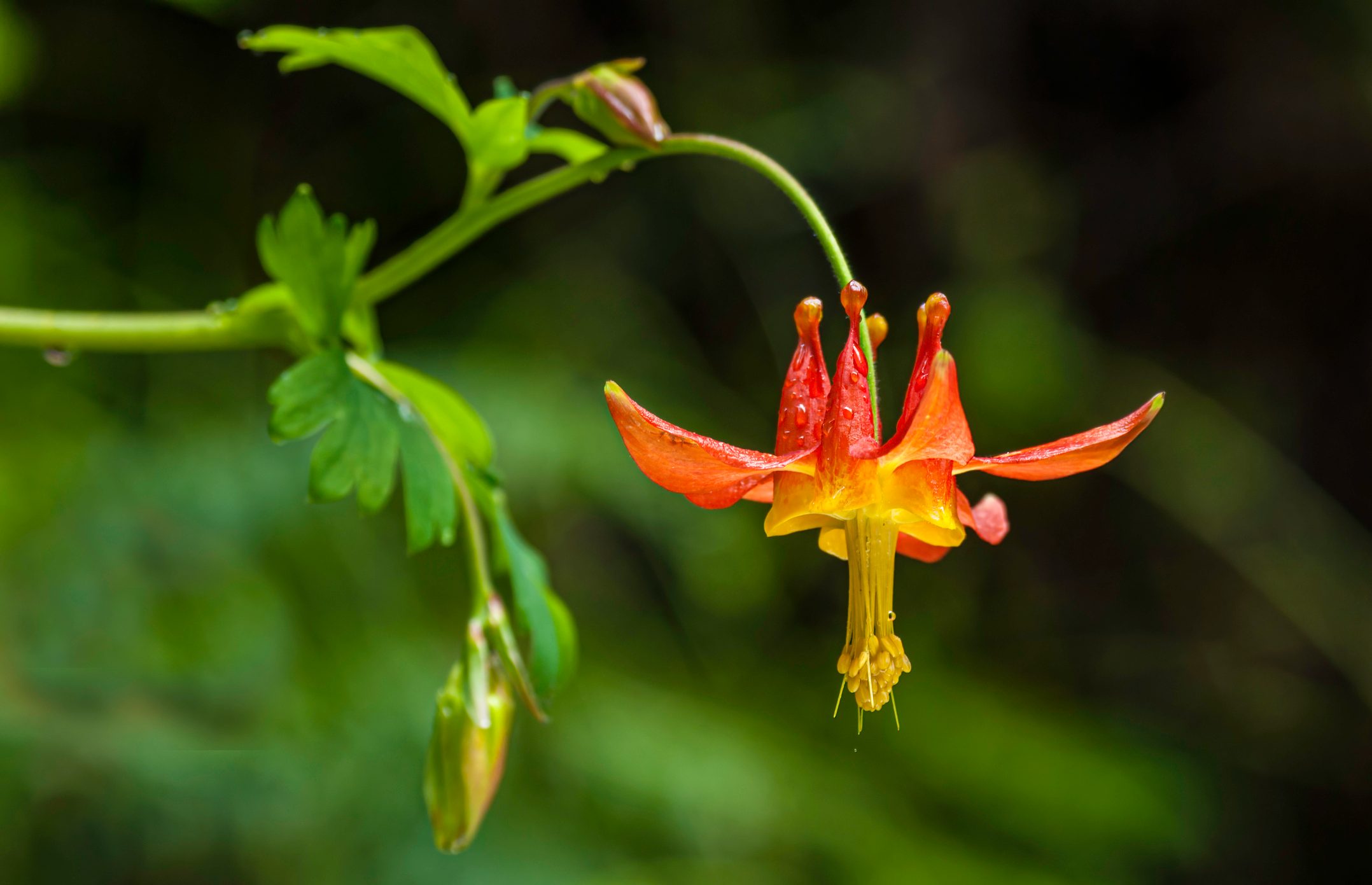 Western Columbine, Aquilegia formosa, Van Damme State Park on the Northern California Coast; Taxonomy Family Ranunculaceae. Crimson columbine or red columbine.