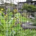 How To Keep Pests Out of Your Garden With Wire Mesh