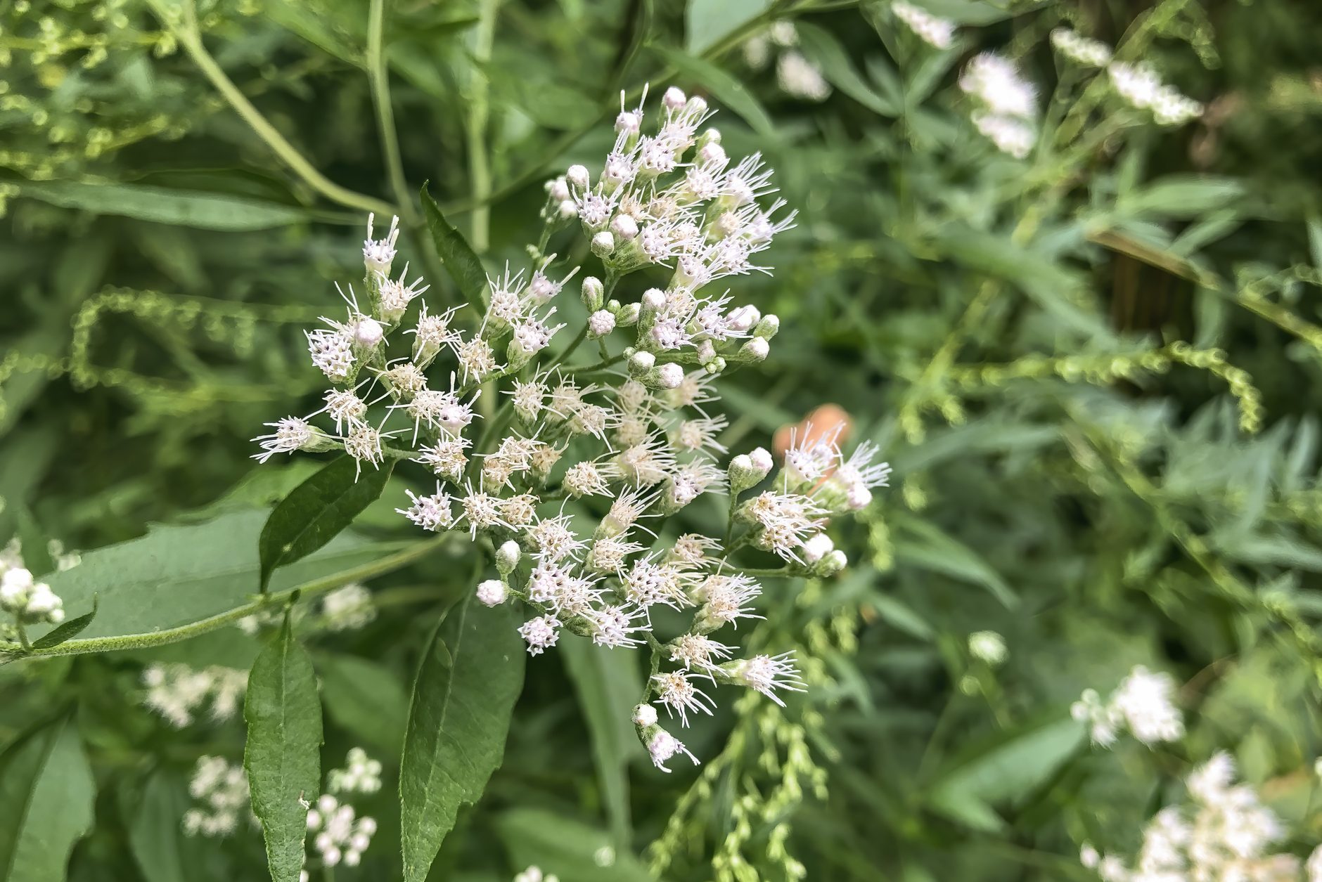 Calico Aster Flowers