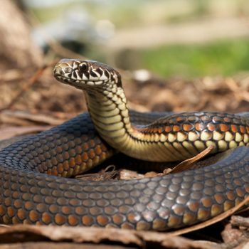 Close-up of copperhead snake in the leaves