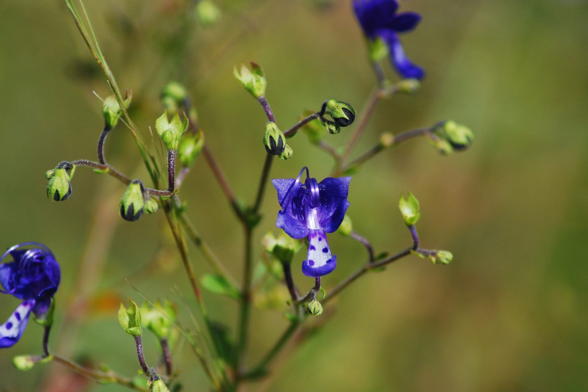 BLUE CURLS (Trichostema dichotomum) IN BLOOM