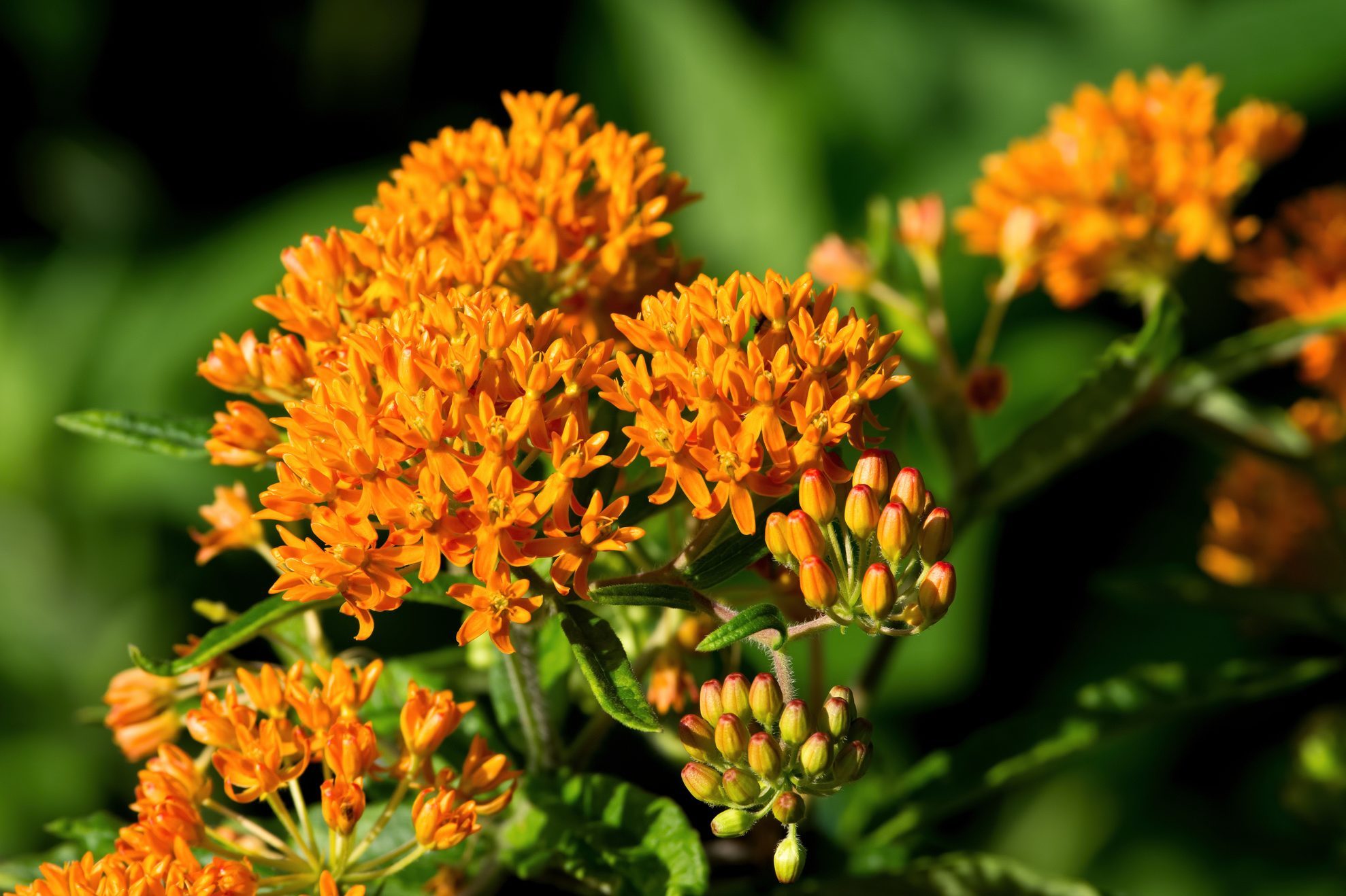 Butterfly Weed