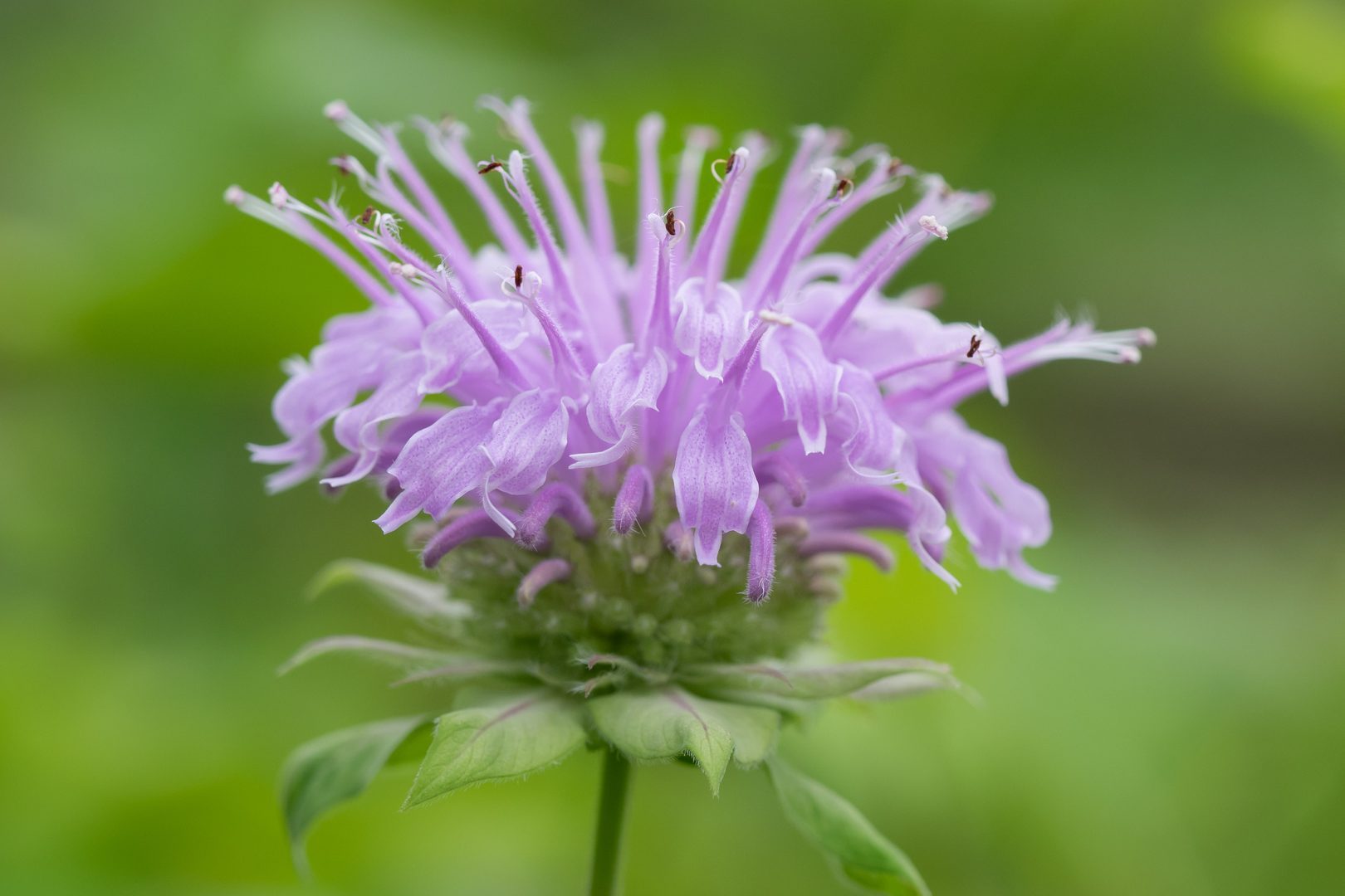 Beautiful pink monarda