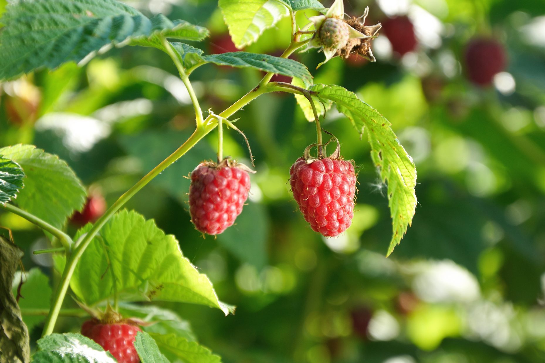 How To Grow Raspberries