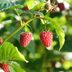 How To Grow Raspberries