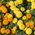 How To Plant and Care for Marigold Seeds