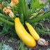 Guide To Growing Squash