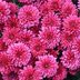 Are Mums Perennials?