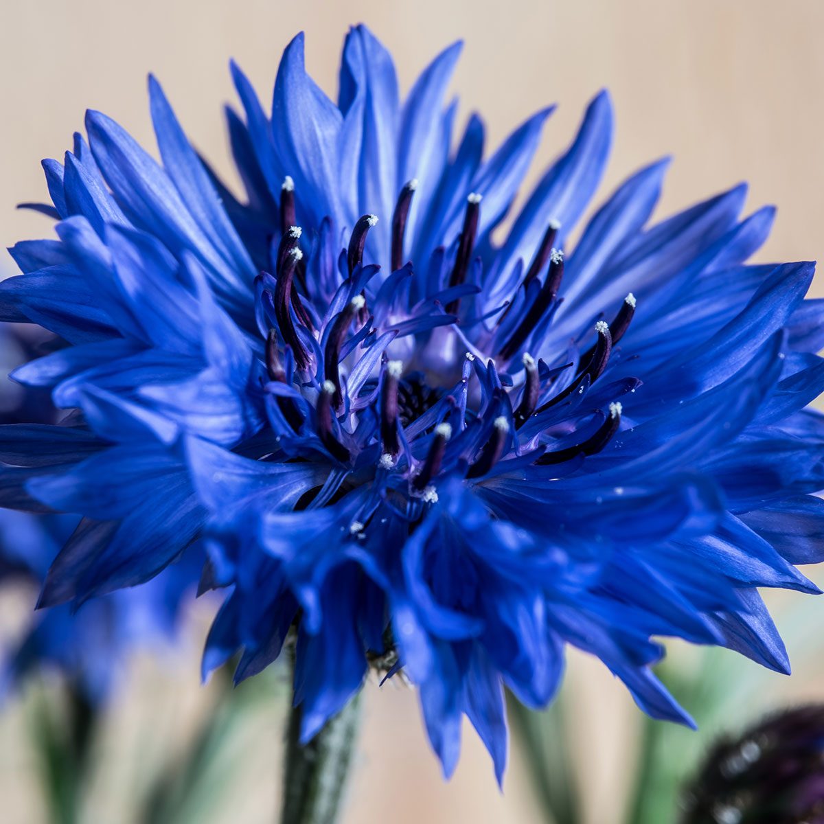 Gettyimages 989073452