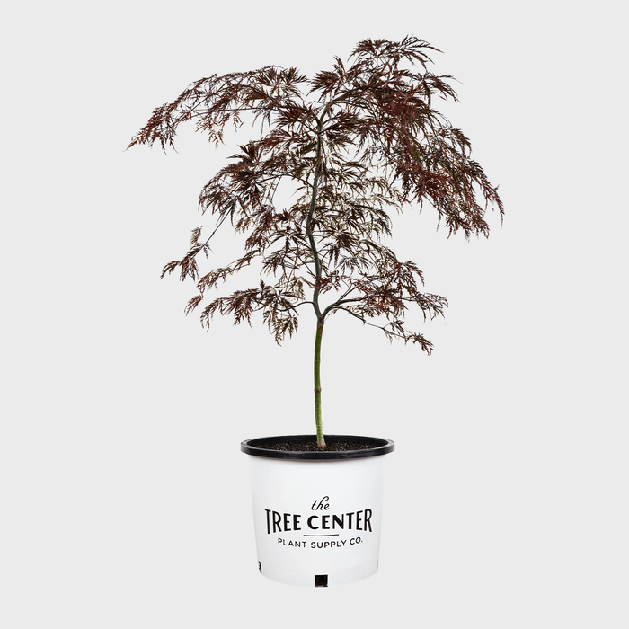 Crimson Queen Japanese Maple Ecomm Via Thetreecenter
