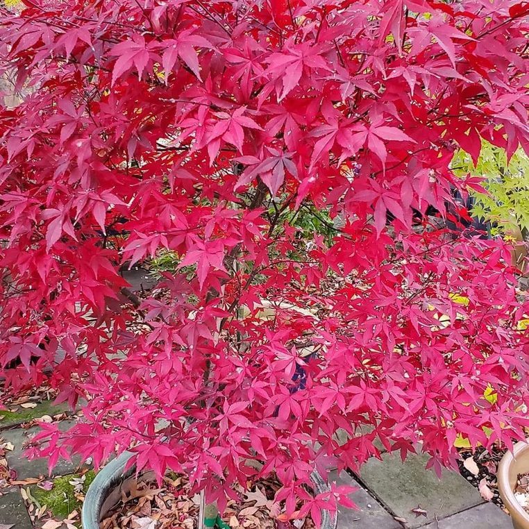 Englishtown Dwarf Red Japanese Maple Ecomm Via Mrmaple.com
