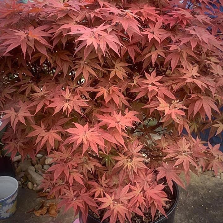 Rhode Island Red Dwarf Japanese Maple Ecomm Via Mrmaple.com