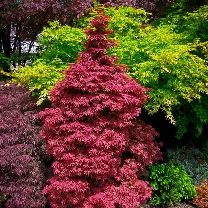 Skeeters Broom Japanese Maple Ecomm Via Thetreecenter.com