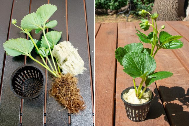 strawberry plant planted in rock wool and inserted into the small net cup