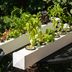 How To Make a DIY Hydroponic Garden