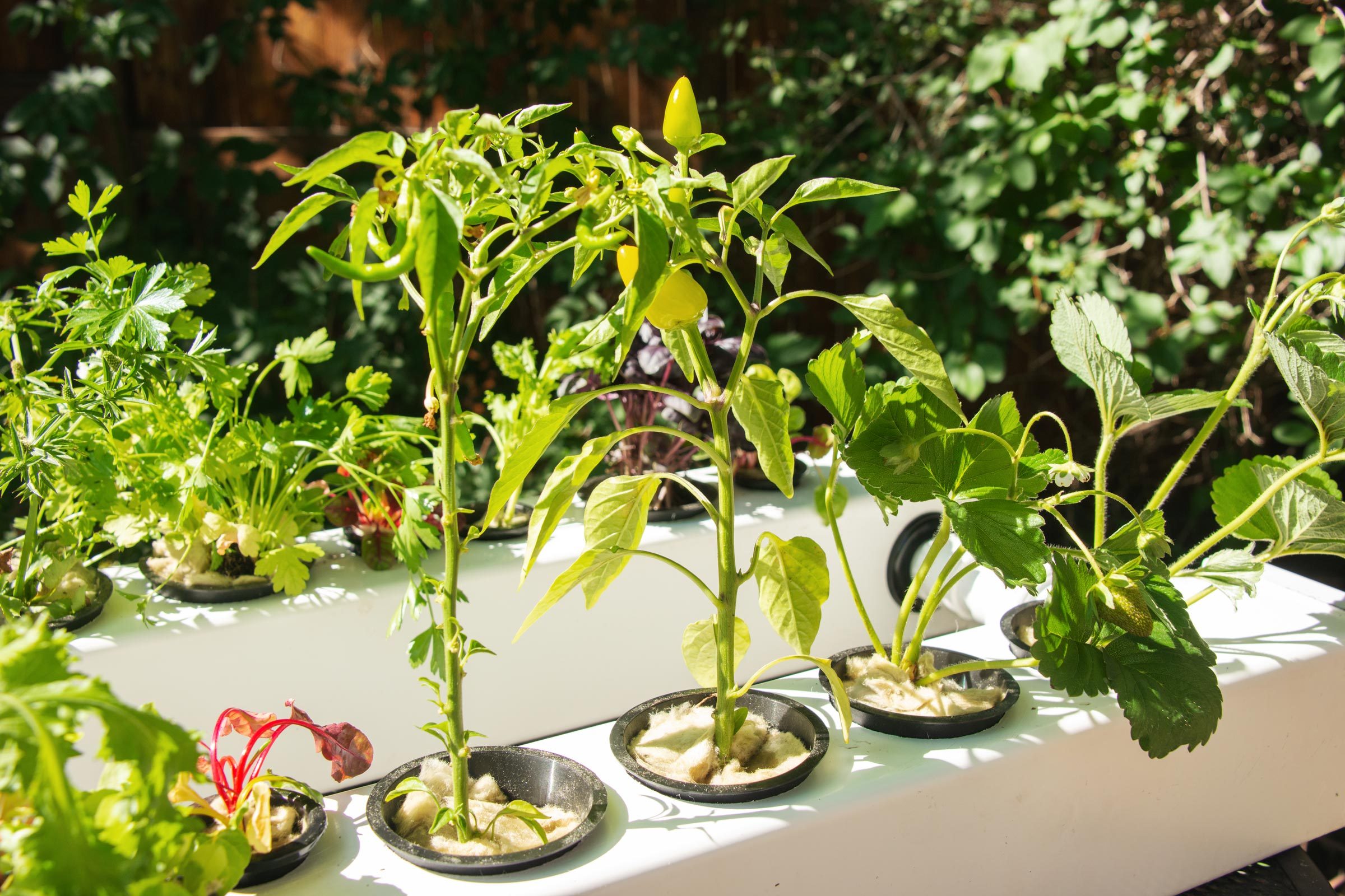 close up of plants growing in a hydroponic garden