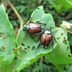 Homeowner's Guide To Japanese Beetles