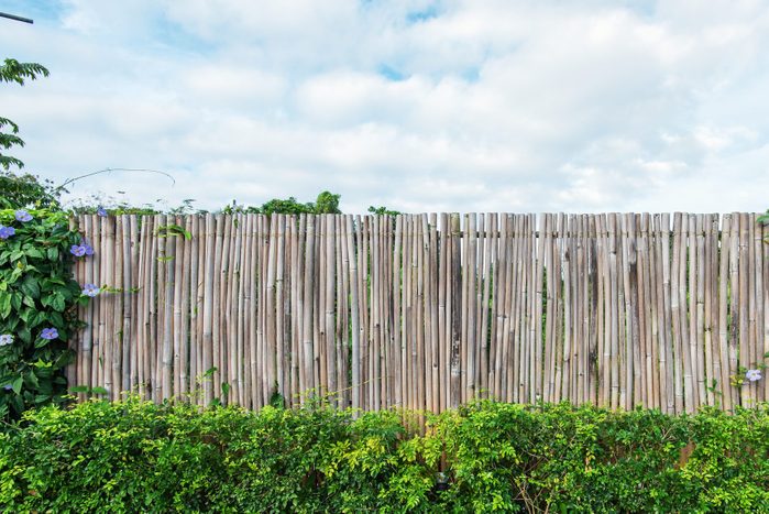 Bamboo fence with green shrubbery