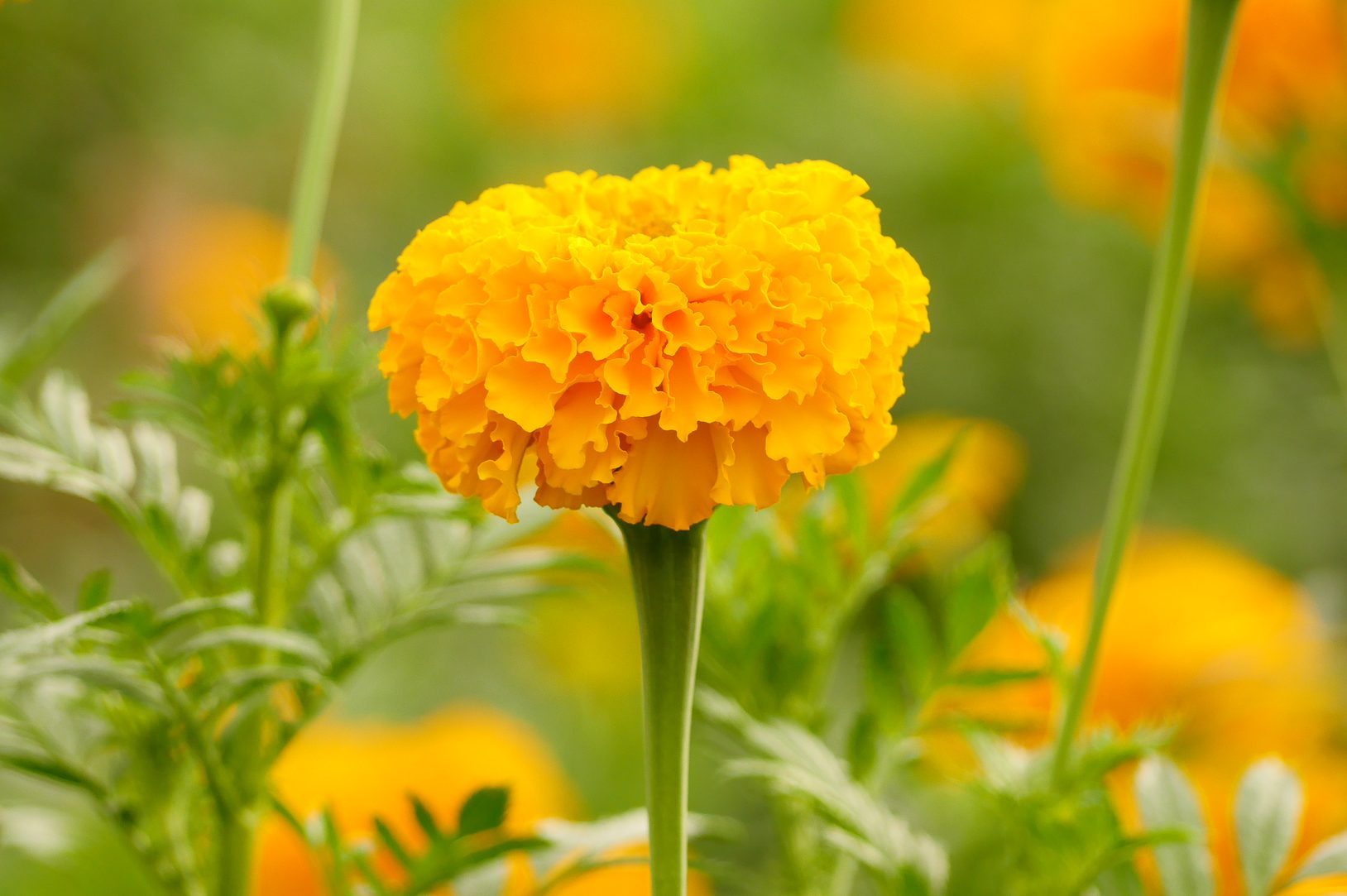 marigold flower