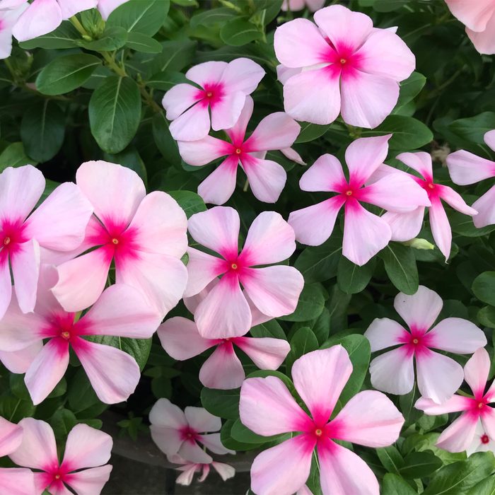 Gettyimages 1174251238 Madagascar Periwinkle Flowers Kumacore