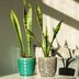 What To Know About Snake Plants