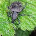 What to Know About the Strawberry Root Weevil