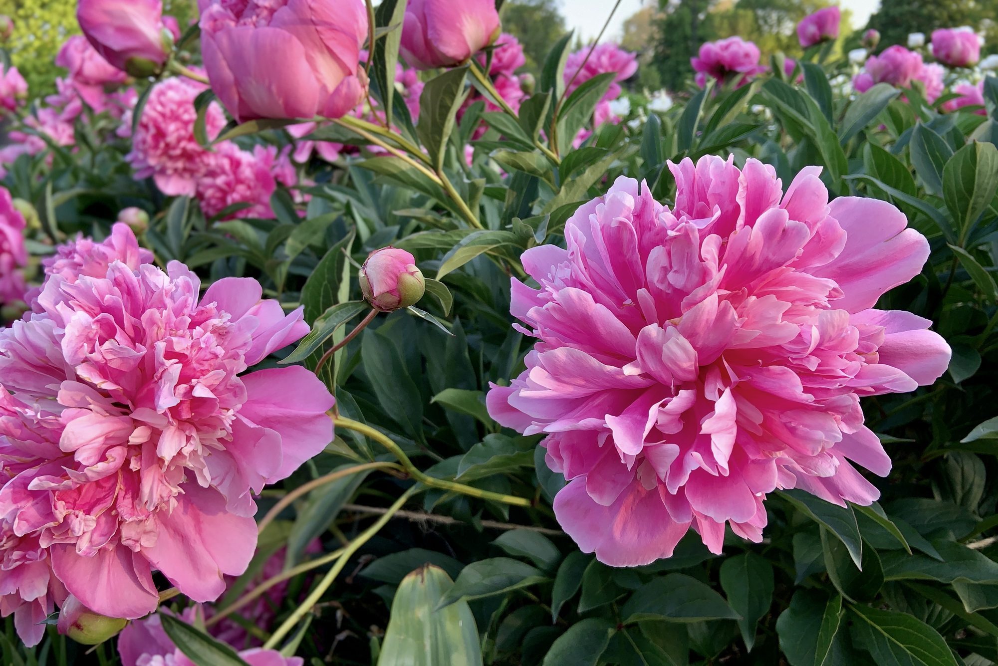 Pink Peonies Beginning their Bloom