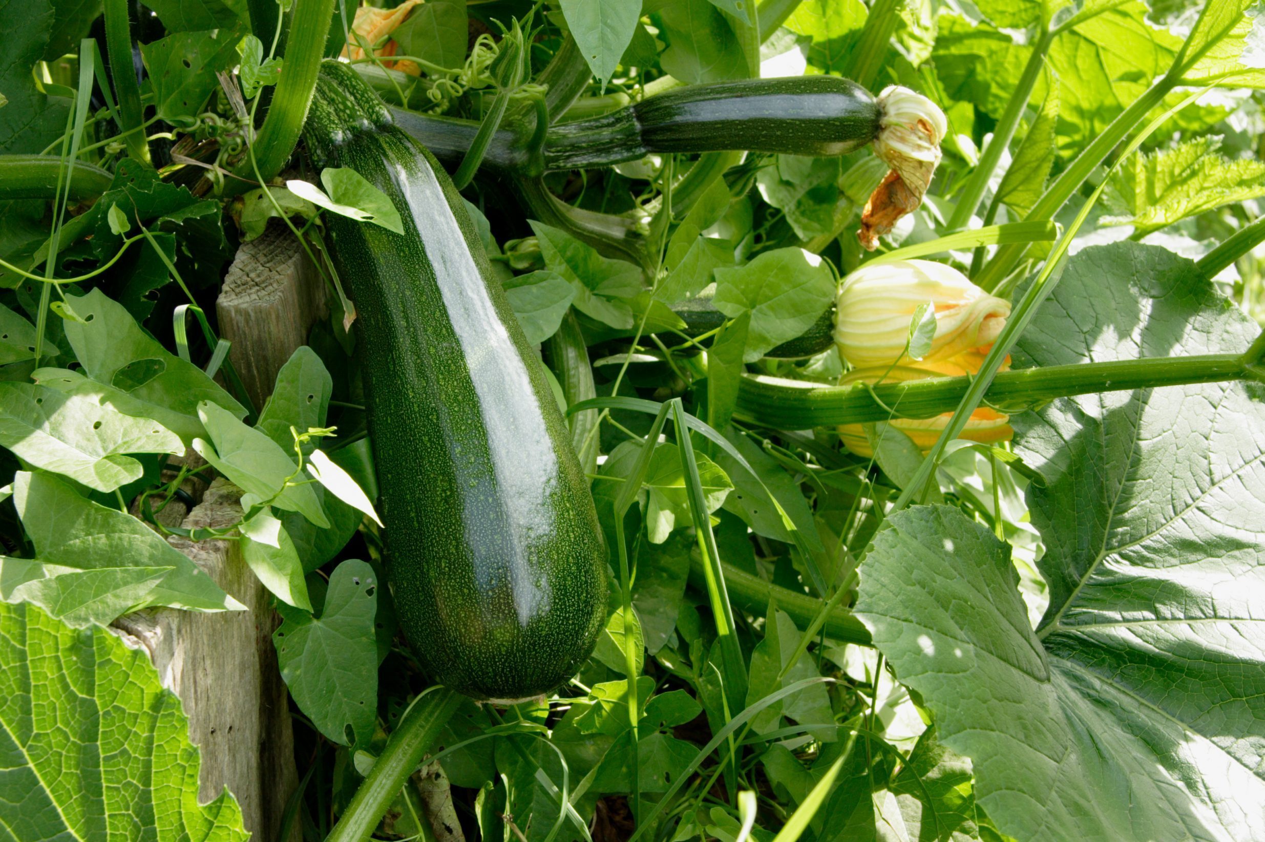 Zuccini Homegrown