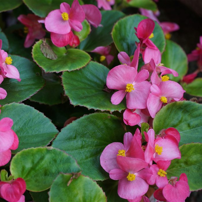 Gettyimages 1340437127 Fibrous Rooted Begonias Yonca60