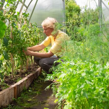 Woman horticulturist working in farm glasshouse, harvesting fresh green tomatoes