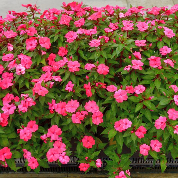 Gettyimages 1364520962 Sunpatiens Impatiens Flower Magicflute002