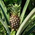 How To Grow a Pineapple Plant In Your Home