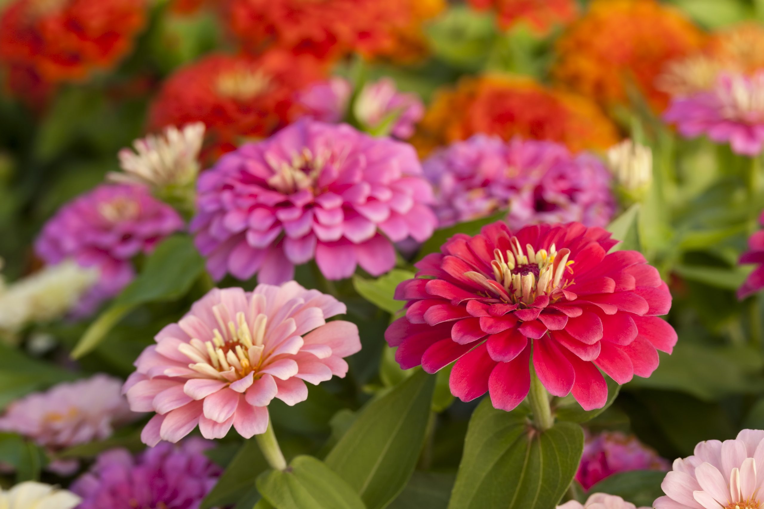 Assortment of pink-shaded zinnias in a flower patch