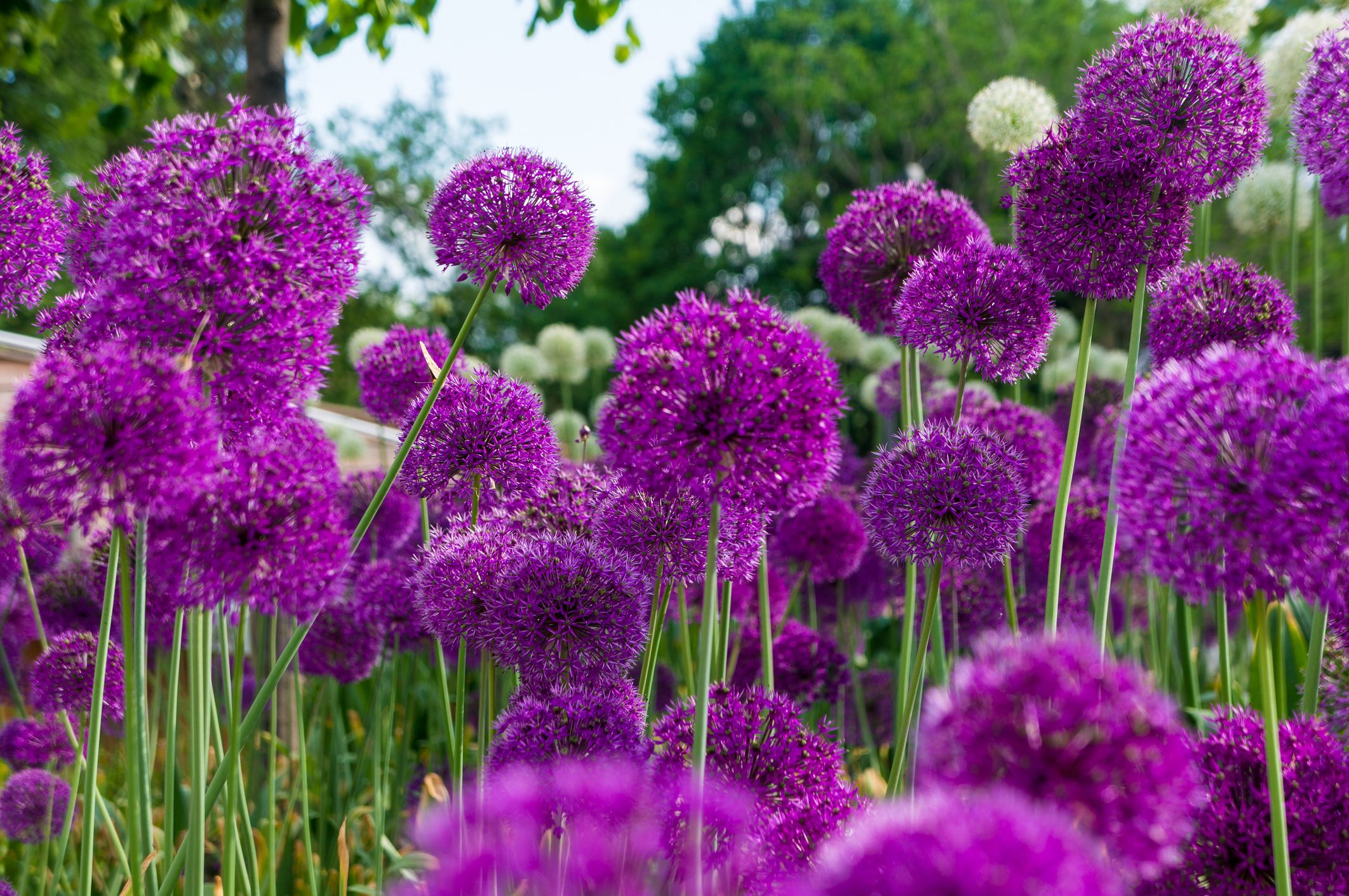 Allium flowers in a flower bed