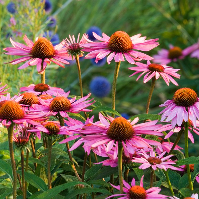 Gettyimages 522653112 Purple Coneflower Clive Nichols